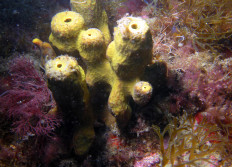 Cerbère avril mai 2009