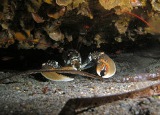 Bormes novembre 2009