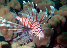Wadi Lahami octobre 2010