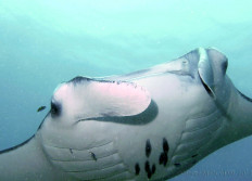 Maldives février 2012