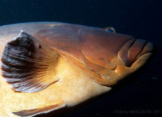 Estartit septembre 2012