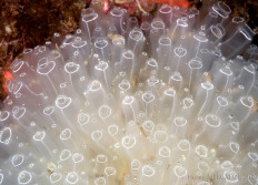 Cerbère septembre 2017