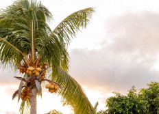 Guadeloupe juin 2018