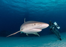 Gran Bahama novembre 2024