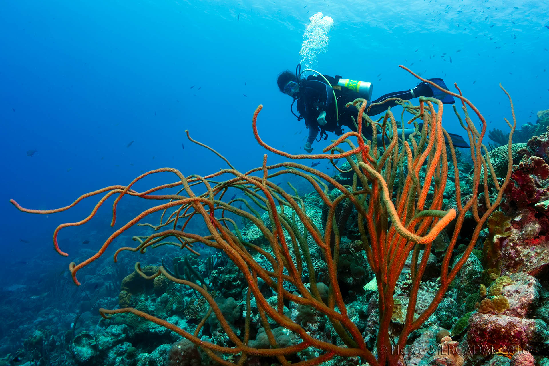 Bonaire, 21 octobre 2016